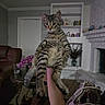 Patricio is registered to the contest to win money with this photo: cat, tabby_cat, indoor, living_room, person, arm, furniture, fireplace, bookshelf, plant, vase, flower, table, glass, bag, carpet, couch, sitting, pet, domestic_animal