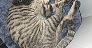 Patricio joined the competition — help win amazing prizes! cat, tabby_cat, pet, sleeping, resting, fur, whiskers, paw, bed, cat_bed, indoor, animal, striped, cute, relaxed, feline, home, wall, floor, cozy