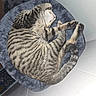 cat, tabby_cat, pet, sleeping, resting, fur, whiskers, paw, bed, cat_bed, indoor, animal, striped, cute, relaxed, feline, home, wall, floor, cozy