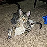 Patricio is registered to the contest to win money with this photo: animal, carpet, cat, cute, domestic, ear, expression, feline, floor, fur, indoor, kitten, paw, pet, playful, resting, tabby_cat, toy, whiskers, young_animal