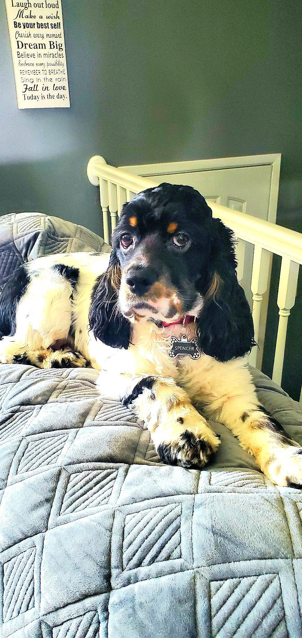 Spencer joined the competition — help win amazing prizes! ball, canidae, carnivore, collar, comfort, companion_dog, couch, dog, dog_breed, dog_collar, fur, guard_dog, gun_dog, sitting, snout, sporting_group, tree, whiskers, working_animal, working_dog