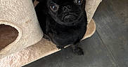 Yoda participe au concours pour gagner de l'argent avec cette photo : dog, pug, black_dog, puppy, pet, animal, canine, short_muzzle, large_eyes, floppy_ears, facial_expression, portrait, close_up, indoors, cat_tree, pet_bed, plush, beige, tile_floor, cute