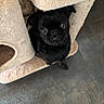 dog, pug, black_dog, puppy, pet, animal, canine, short_muzzle, large_eyes, floppy_ears, facial_expression, portrait, close_up, indoors, cat_tree, pet_bed, plush, beige, tile_floor, cute
