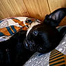 Yoda a rejoint le concours — aidez-le/la à gagner de superbes lots ! dog, black_dog, pet, animal, lying_down, resting, bed, bedroom, bedding, blanket, pillow, wood_paneling, indoor, close_up, portrait, glossy_fur, short_snout, upright_ears, side_eye, cozy