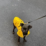 Yoda participe au concours pour gagner de l'argent avec cette photo : dog, pug, small_dog, black_dog, raincoat, yellow_clothing, leash, outdoor, street, asphalt, standing, animal, pet, canine, short_snout, wrinkled_face, dark_fur, fashion, rainy_weather, portrait
