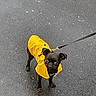 dog, pug, small_dog, black_dog, raincoat, yellow_clothing, leash, outdoor, street, asphalt, standing, animal, pet, canine, short_snout, wrinkled_face, dark_fur, fashion, rainy_weather, portrait