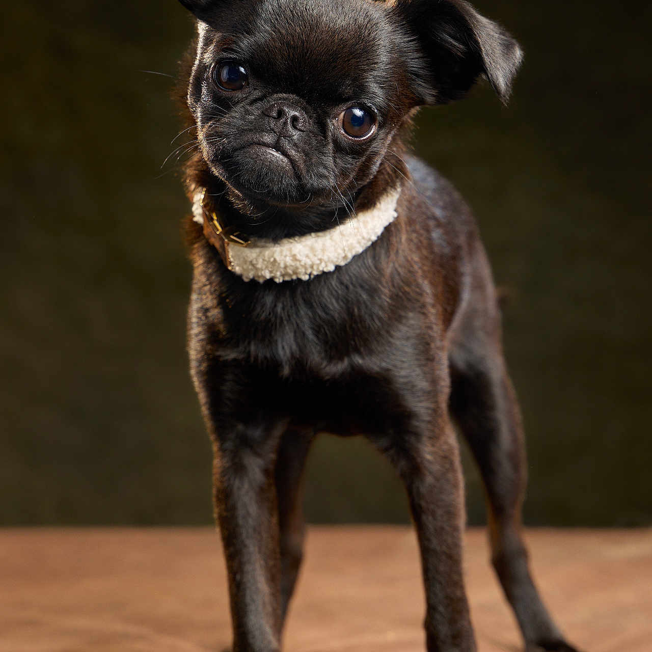 Yoda participe au concours pour gagner de l'argent avec cette photo : dog, pug, black_dog, small_dog, pet, animal, portrait, standing, collar, cream_collar, short_hair, wrinkled_face, large_eyes, floppy_ears, indoor, brown_surface, couch, soft_furniture, close_up, funny_expression