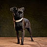 Yoda a rejoint le concours — aidez-le/la à gagner de superbes lots ! dog, black_dog, small_dog, standing, pet, animal, canine, collar, cream_collar, portrait, studio, indoor, dramatic_lighting, dark_background, brown_surface, short_hair, upright_ears, alert, serious_expression, professional_photography