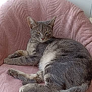 Nala a rejoint le concours — aidez-le/la à gagner de superbes lots ! cat, gray_tabby, chair, pink, textured_fabric, indoor, pet, feline, relaxed, looking_at_camera, desk, headset, stationery, home, cozy, animal, fur, whiskers, ears, tail