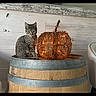 animal, autumn, barrel, cat, cozy, curious, decoration, decorative_pumpkin, fairy_lights, fall, feline, indoor, kitten, lights, pet, pumpkin, rustic, sitting, tabby, wood