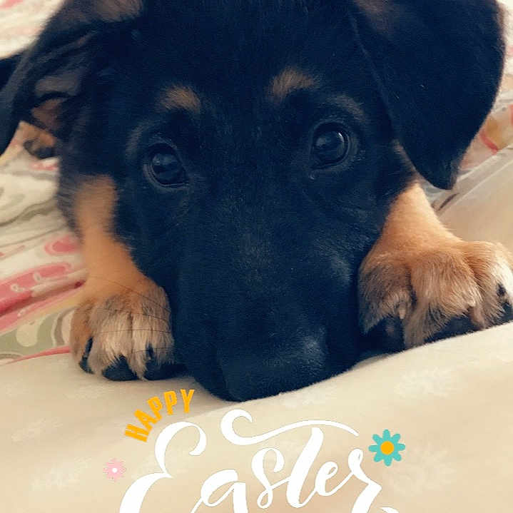 Jax is registered to the contest to win money with this photo: canidae, carnivore, companion_dog, dog, dog_breed, fur, hovawart, nose, paw, puppy, puppy_love, rare_breed_dog, snout, sporting_group, street_dog, whiskers, working_dog