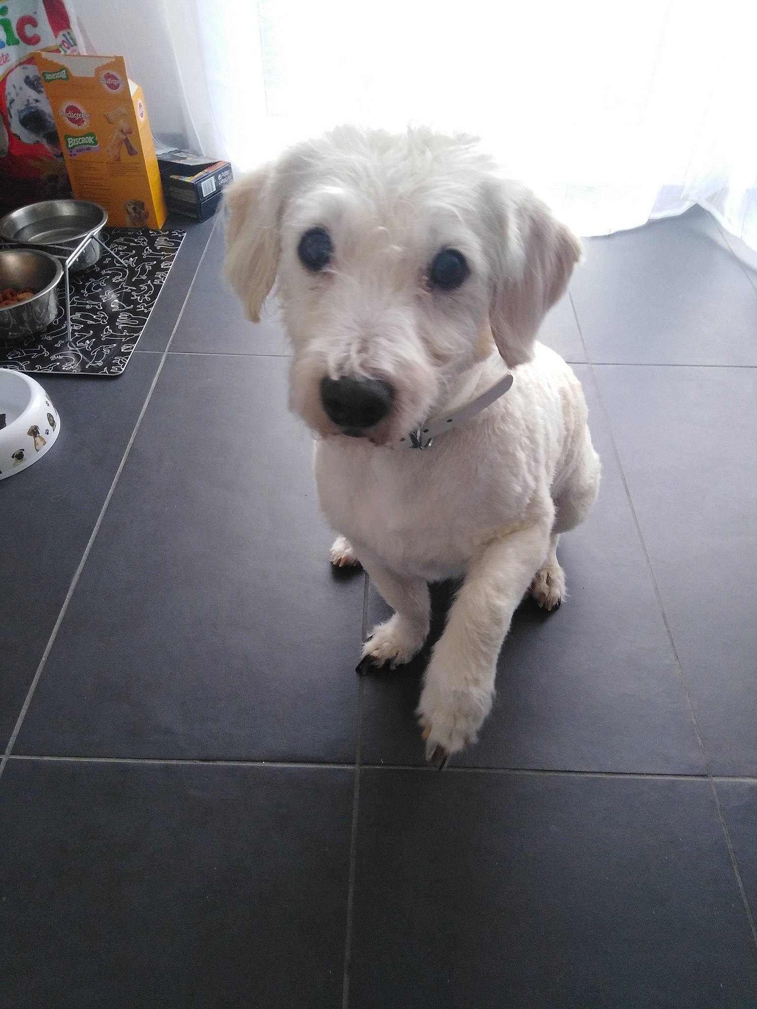 Guizmo participe au concours pour gagner de l'argent avec cette photo : canidae, carnivore, collar, companion_dog, dog, dog_breed, dog_collar, dog_supply, flooring, gas, maltepoo, pet_supply, small_terrier, snout, sporting_group, telephone, terrier, toy_dog, whiskers, working_animal