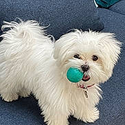 Violette participe au concours pour gagner de l'argent avec cette photo : dog, white, fluffy, ball, toy, pet, indoor, couch, blue, fur, collar, playful, animal, small_dog, cute, domestic_animal, face, mouth, ears, standing