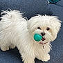 dog, white, fluffy, ball, toy, pet, indoor, couch, blue, fur, collar, playful, animal, small_dog, cute, domestic_animal, face, mouth, ears, standing