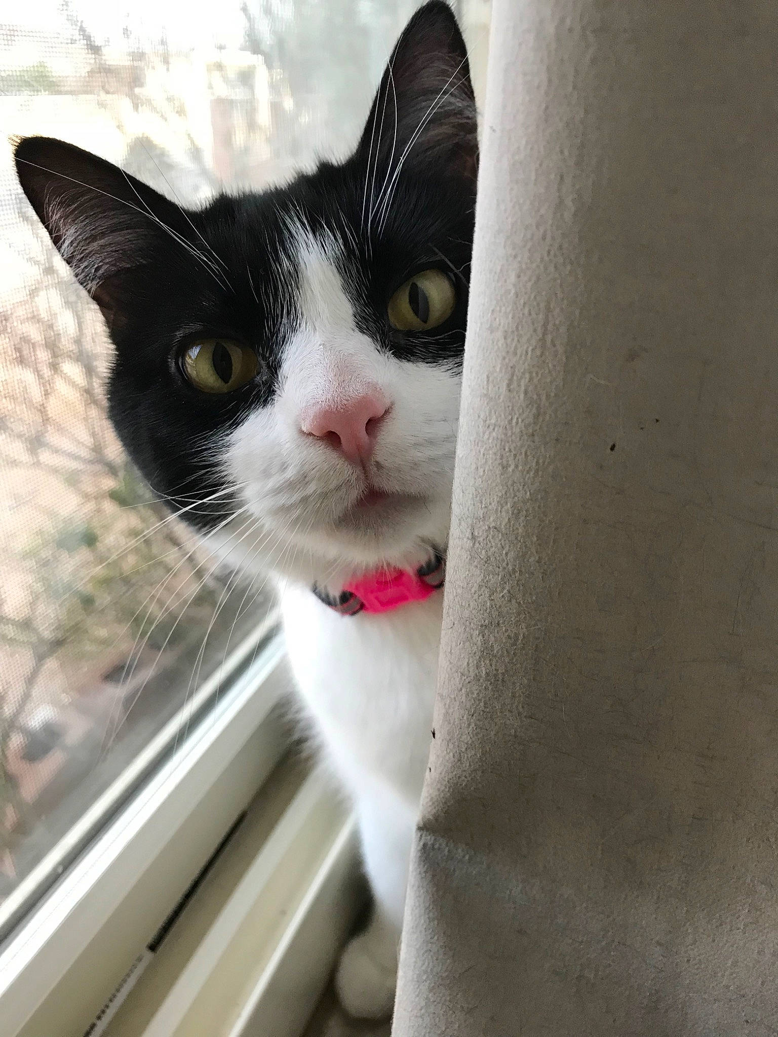 Jessie is registered to the contest to win money with this photo: aegean_cat, american_wirehair, asian, black_and_white, carnivore, cat, domestic_short_haired_cat, european_shorthair, eye, felidae, nose, polydactyl_cat, small_to_medium_sized_cats, snout, whiskers, window