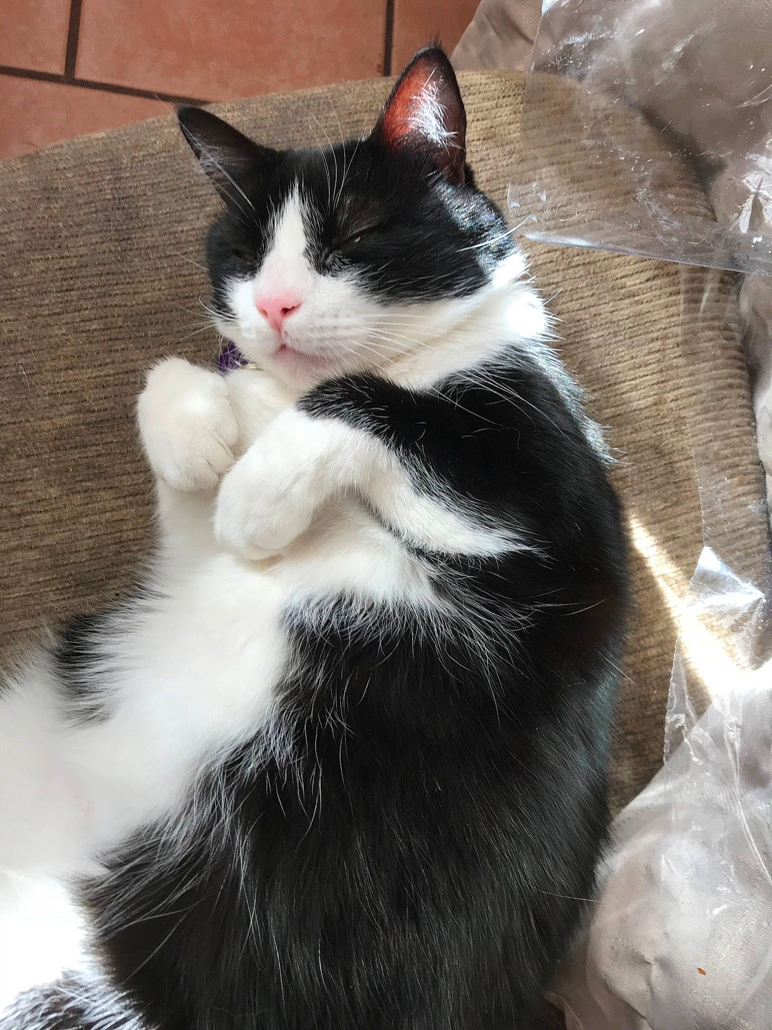 Jessie is registered to the contest to win money with this photo: american_wirehair, black_and_white, black_cat, carnivore, cat, domestic_short_haired_cat, ear, european_shorthair, felidae, fur, japanese_bobtail, kitten, mammal, norwegian_forest_cat, paw, polydactyl_cat, small_to_medium_sized_cats, snout, tail, whiskers