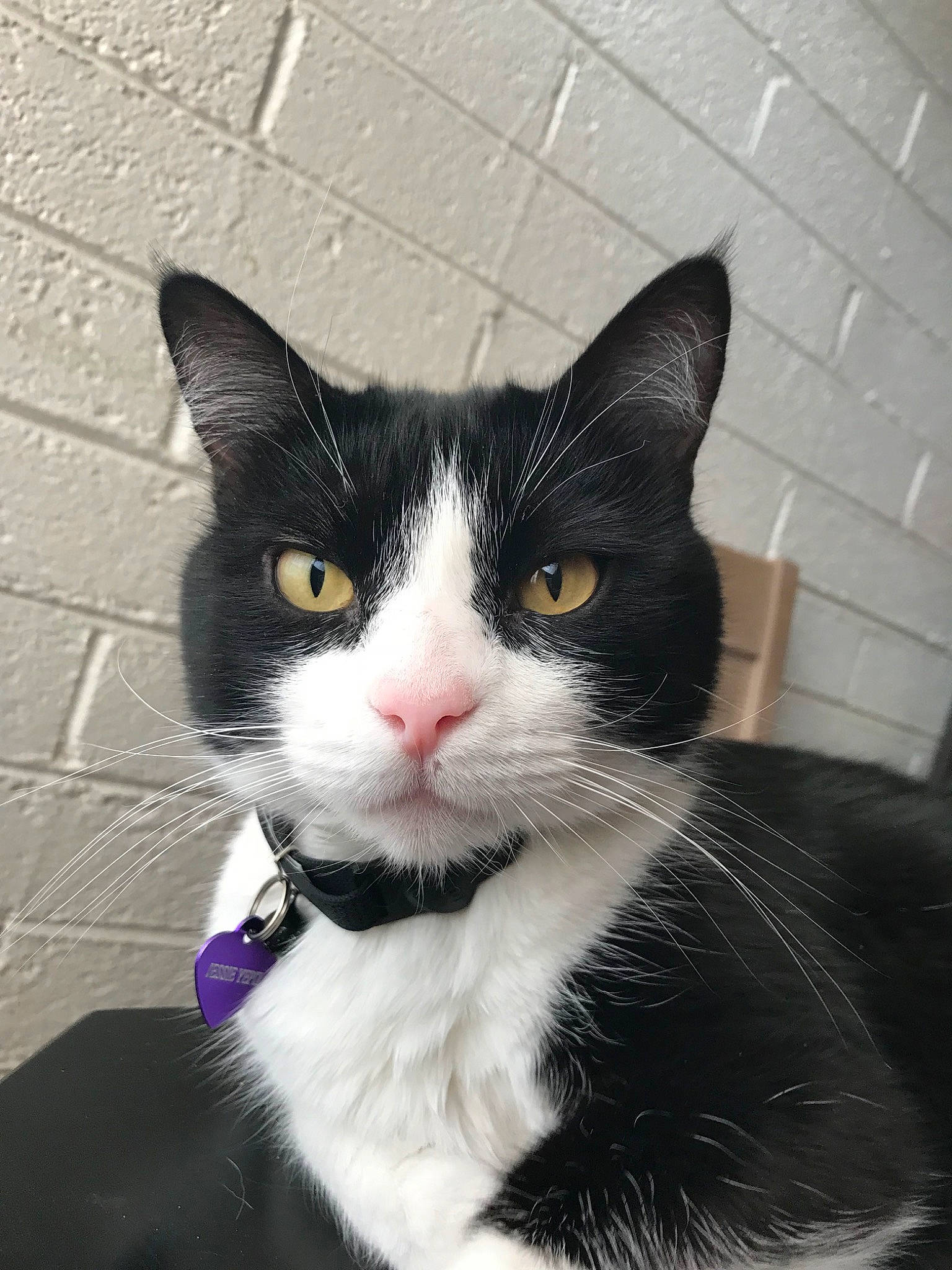 Jessie joined the competition — help win amazing prizes! aegean_cat, american_wirehair, black_and_white, black_cat, carnivore, cat, domestic_short_haired_cat, european_shorthair, eye, felidae, fur, japanese_bobtail, mammal, nose, ojos_azules, polydactyl_cat, small_to_medium_sized_cats, snout, whiskers