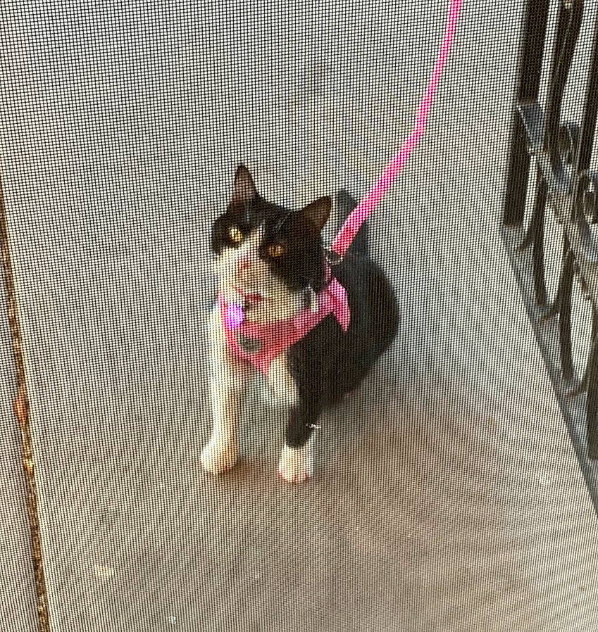 Jessie joined the competition — help win amazing prizes! canidae, carnivore, cat, dog, dog_breed, felidae, leash, mammal, paw, pembroke_welsh_corgi, puppy, sporting_group, swedish_vallhund, tail, welsh_corgi, whiskers