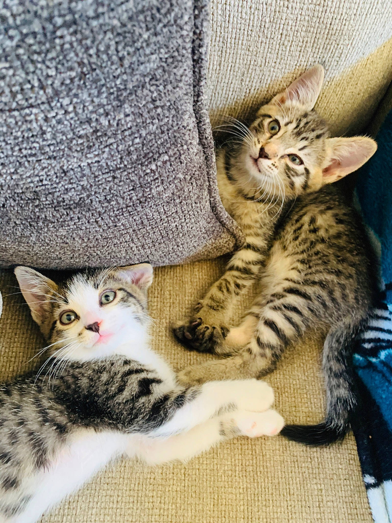 Kurt And Millie joined the competition — help win amazing prizes! american_shorthair, american_wirehair, asian, australian_mist, carnivore, cat, domestic_short_haired_cat, dragon_li, egyptian_mau, european_shorthair, felidae, fur, kitten, mammal, ocicat, savannah, small_to_medium_sized_cats, tabby_cat, vertebrate, whiskers