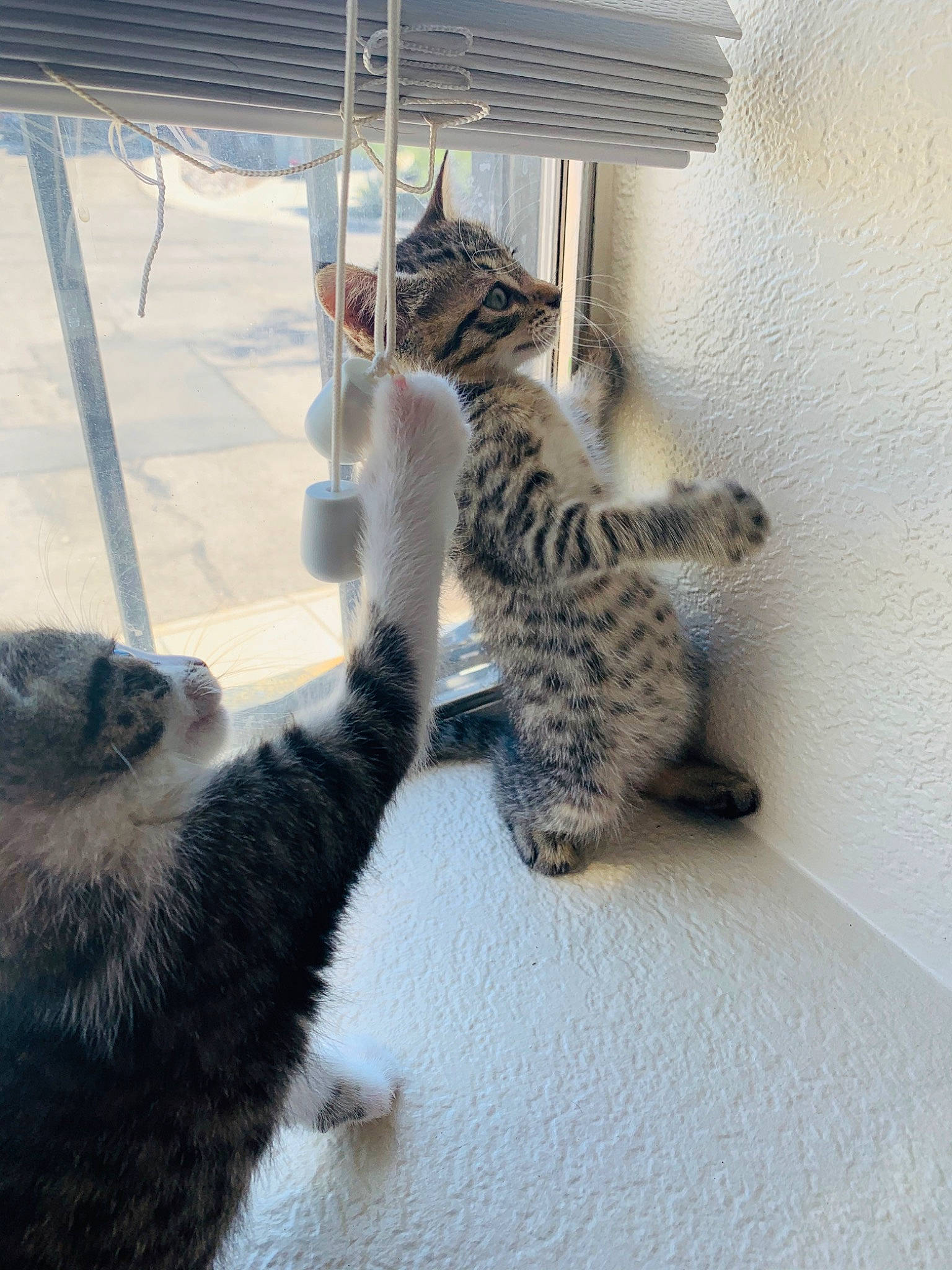 Kurt And Millie is registered to the contest to win money with this photo: american_shorthair, asian, carnivore, cat, domestic_short_haired_cat, dragon_li, egyptian_mau, european_shorthair, felidae, kitten, mammal, ocicat, paw, pixie_bob, polydactyl_cat, savannah, small_to_medium_sized_cats, tabby_cat, tail, whiskers