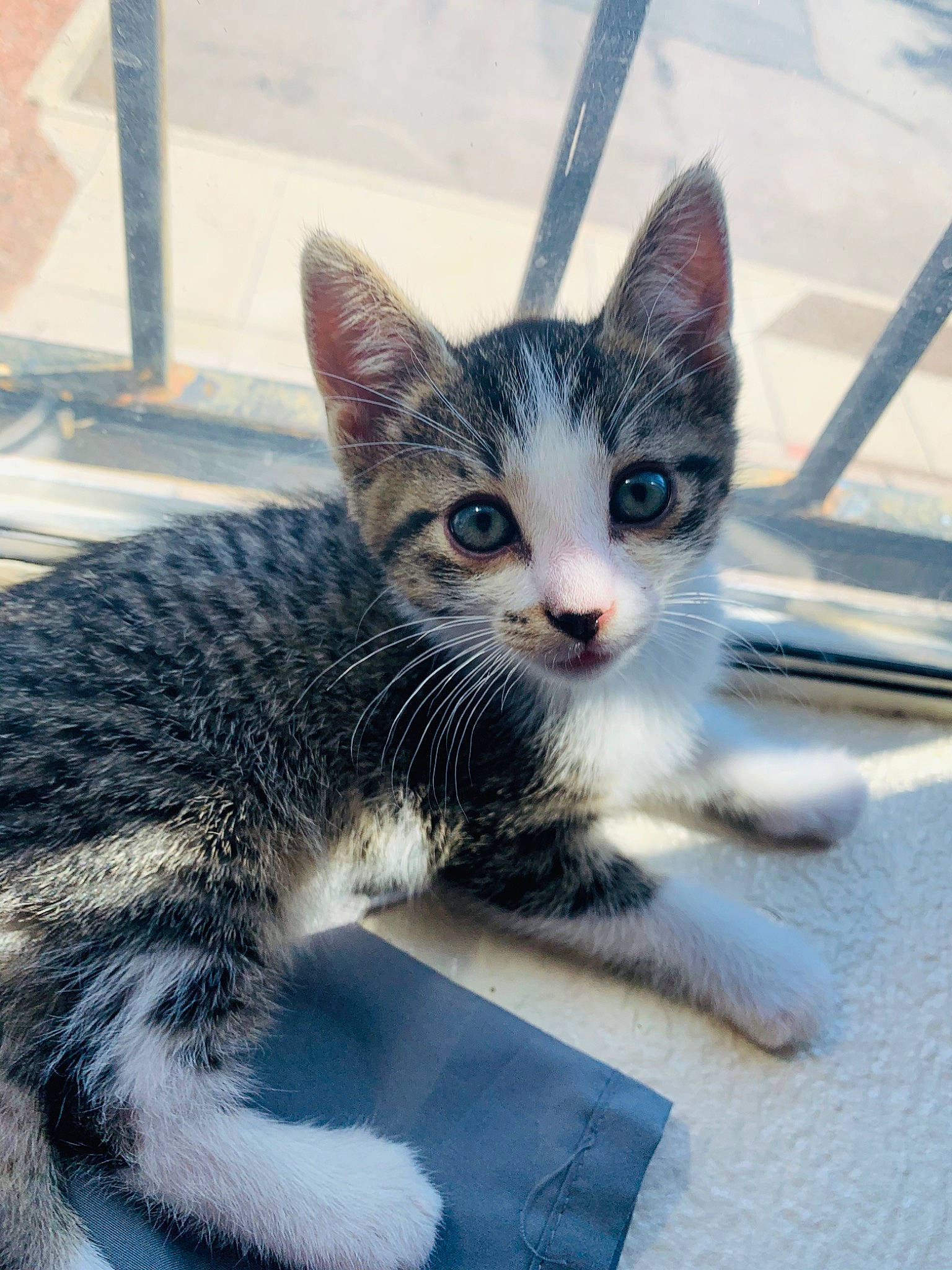 Kurt And Millie is registered to the contest to win money with this photo: aegean_cat, american_shorthair, american_wirehair, black_and_white, carnivore, cat, domestic_short_haired_cat, dragon_li, egyptian_mau, european_shorthair, eye, felidae, fur, kitten, mammal, ojos_azules, small_to_medium_sized_cats, snout, tabby_cat, whiskers