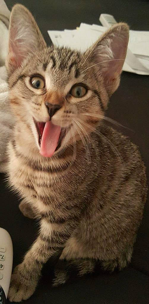 Homie is registered to the contest to win money with this photo: american_shorthair, american_wirehair, asian, california_spangled, carnivore, cat, domestic_short_haired_cat, dragon_li, egyptian_mau, european_shorthair, facial_expression, felidae, kitten, mammal, ocicat, pixie_bob, small_to_medium_sized_cats, tabby_cat, vertebrate, whiskers