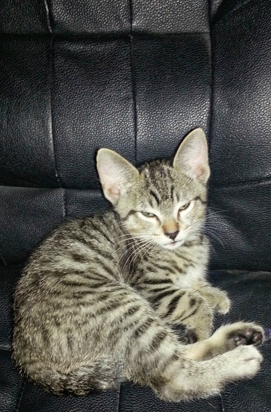 Homie is registered to the contest to win money with this photo: american_shorthair, arabian_mau, asian, australian_mist, bengal, california_spangled, carnivore, cat, domestic_short_haired_cat, dragon_li, egyptian_mau, european_shorthair, felidae, kitten, mammal, ocicat, small_to_medium_sized_cats, tabby_cat, vertebrate, whiskers