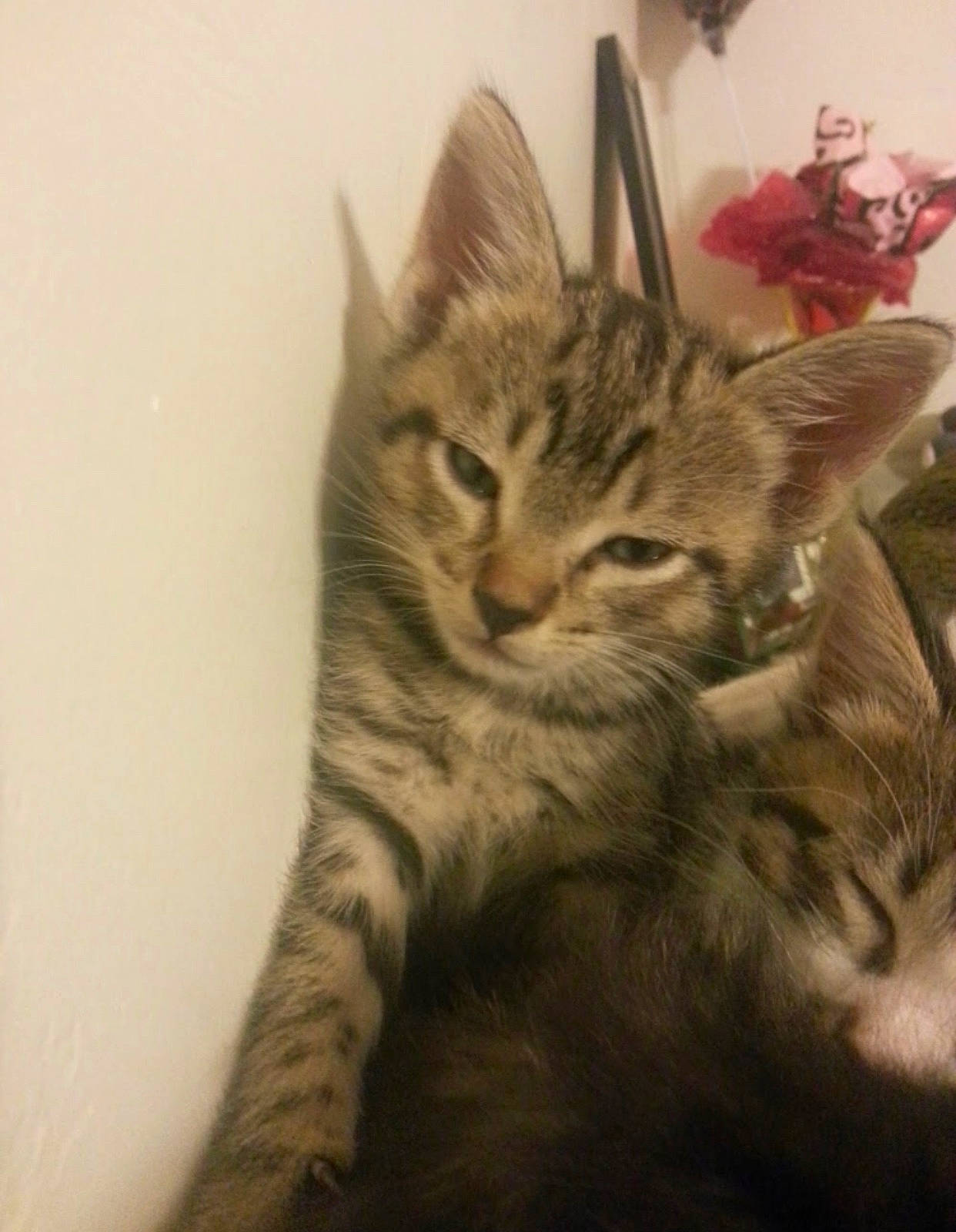 Homie is registered to the contest to win money with this photo: american_shorthair, asian, california_spangled, carnivore, cat, domestic_short_haired_cat, dragon_li, egyptian_mau, european_shorthair, felidae, kitten, mammal, ocicat, pixie_bob, small_to_medium_sized_cats, sokoke, tabby_cat, toyger, vertebrate, whiskers