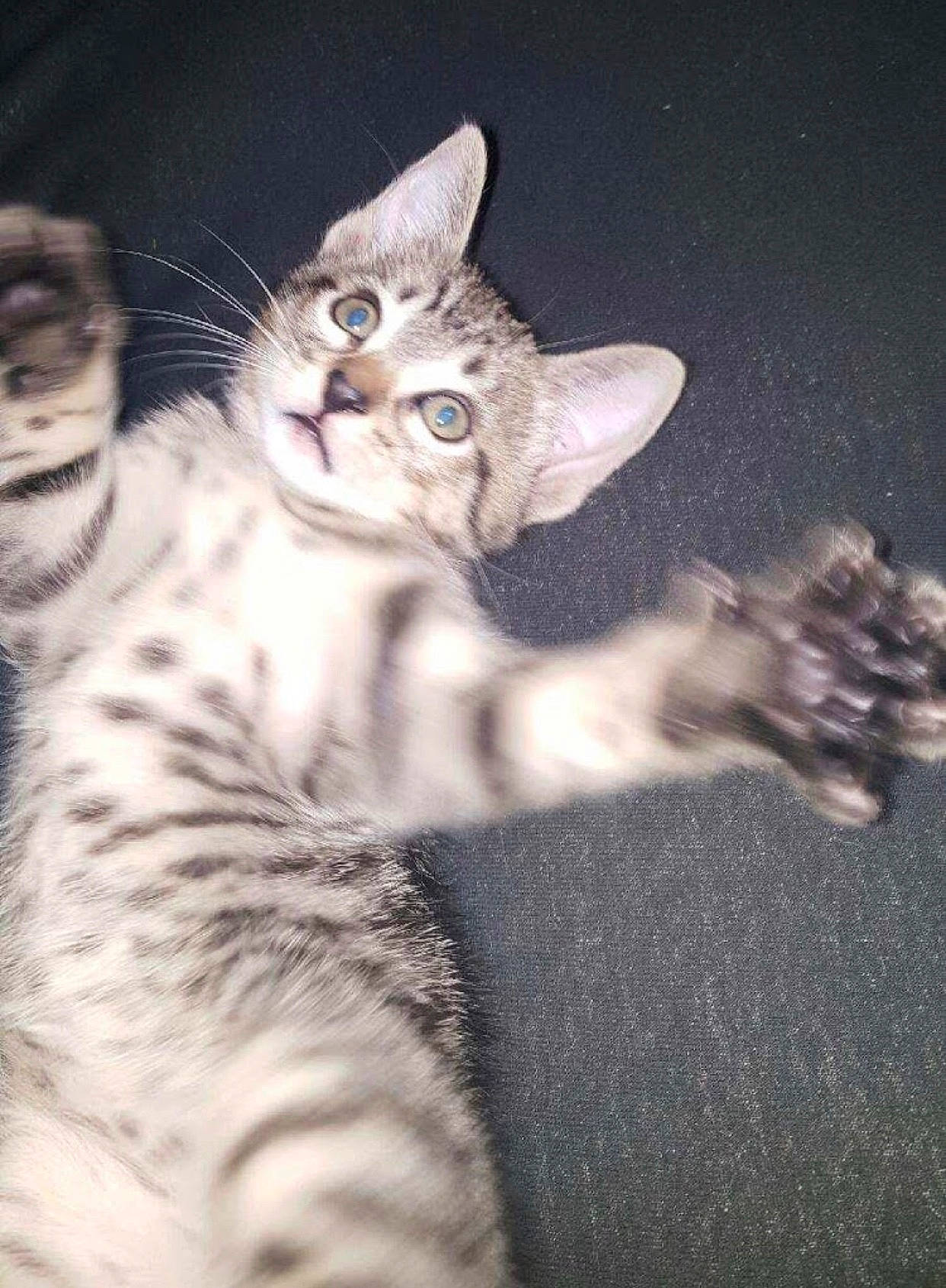 Homie joined the competition — help win amazing prizes! american_shorthair, american_wirehair, asian, bengal, carnivore, cat, domestic_short_haired_cat, dragon_li, egyptian_mau, european_shorthair, felidae, kitten, mammal, ocicat, pixie_bob, savannah, small_to_medium_sized_cats, tabby_cat, vertebrate, whiskers