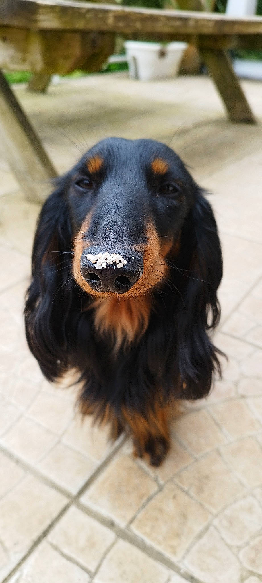 Toby participe au concours pour gagner de l'argent avec cette photo : canidae, carnivore, companion_dog, dog, dog_breed, fur, hair, liver, snout, sporting_group, terrestrial_animal, whiskers, working_animal, working_dog