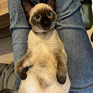 Rocket participe au concours pour gagner de l'argent avec cette photo : siamese_cat, kitten, animal, pet, fur, blue_eyes, ears, whiskers, legs, paws, denim, jeans, person, lap, indoor, floor, blanket, shoe, relaxation, cute