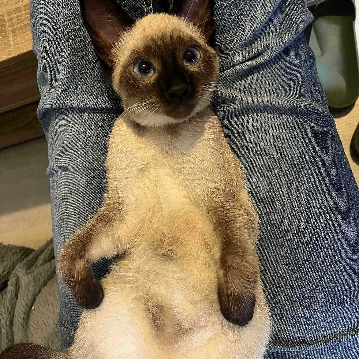 Rocket participe au concours pour gagner de l'argent avec cette photo : animal, blanket, blue_eyes, cute, denim, ears, floor, fur, indoor, jeans, kitten, lap, legs, paws, person, pet, relaxation, shoe, siamese_cat, whiskers