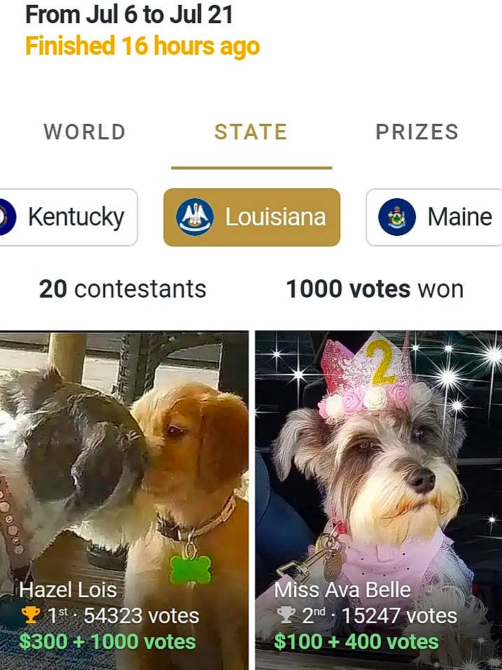 Hazel Lois joined the competition — help win amazing prizes! carnivore, collar, companion_dog, dog, dog_breed, dog_collar, dog_supply, fashion_accessory, font, fur, happy, liver, pet_supply, photo_caption, screenshot, small_terrier, sporting_group, toy_dog, water_dog, working_animal