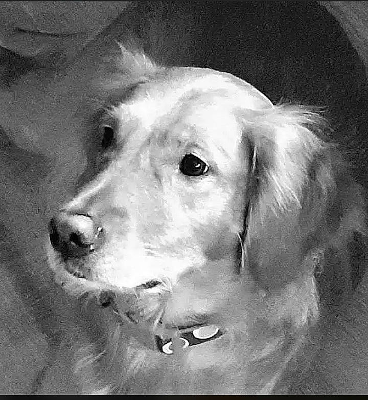 Hazel Lois joined the competition — help win amazing prizes! black_and_white, canidae, carnivore, companion_dog, dog, dog_breed, ear, fur, gun_dog, happy, hound, monochrome, monochrome_photography, photography, sporting_group, still_life_photography, style, whiskers, working_animal