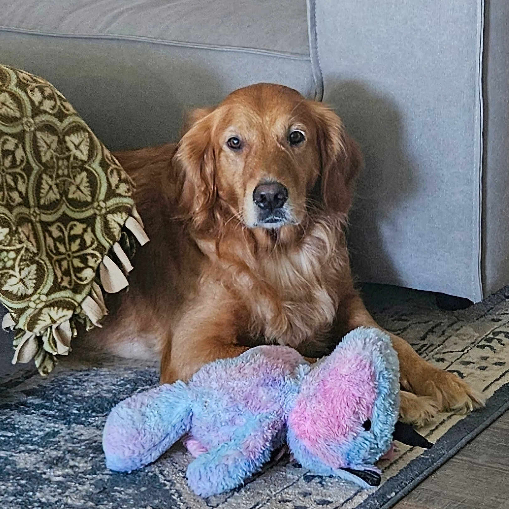 Hazel Lois is registered to the contest to win money with this photo: animal, canine, couch, cushion, dog, dogbed, furniture, goldenretriever, homedecor, pet, puppy