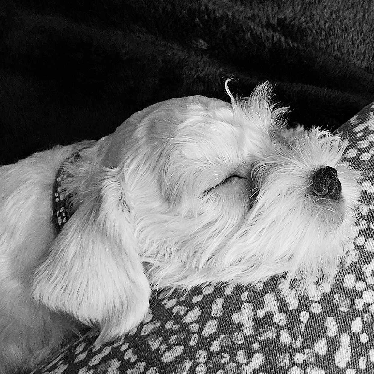 Beatrice Hope