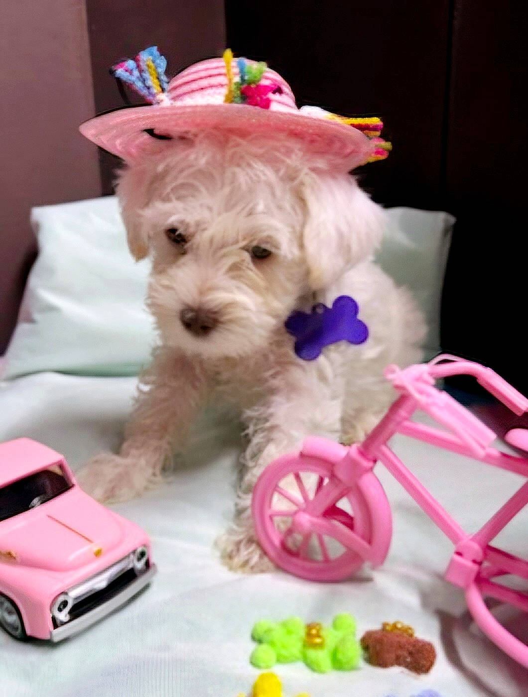 Beatrice Hope is registered to the contest to win money with this photo: animal, canine, car, clothing, couch, cream, dessert, dog, food, furniture, hat, icing, machine, pet, puppy, spoke, transportation, vehicle, wheel, whitedog