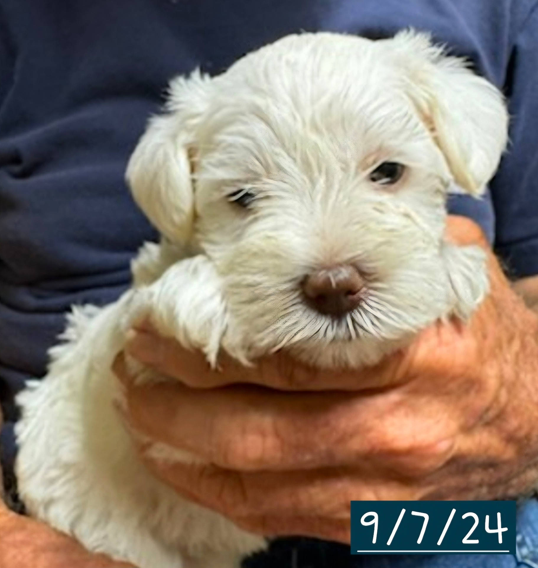 Beatrice Hope joined the competition — help win amazing prizes! animal, ball, bison, canine, dog, eskimodog, football, labradorretriever, pet, poodle, puppy, snout, soccer, soccerball, sport, terrier, whitedog