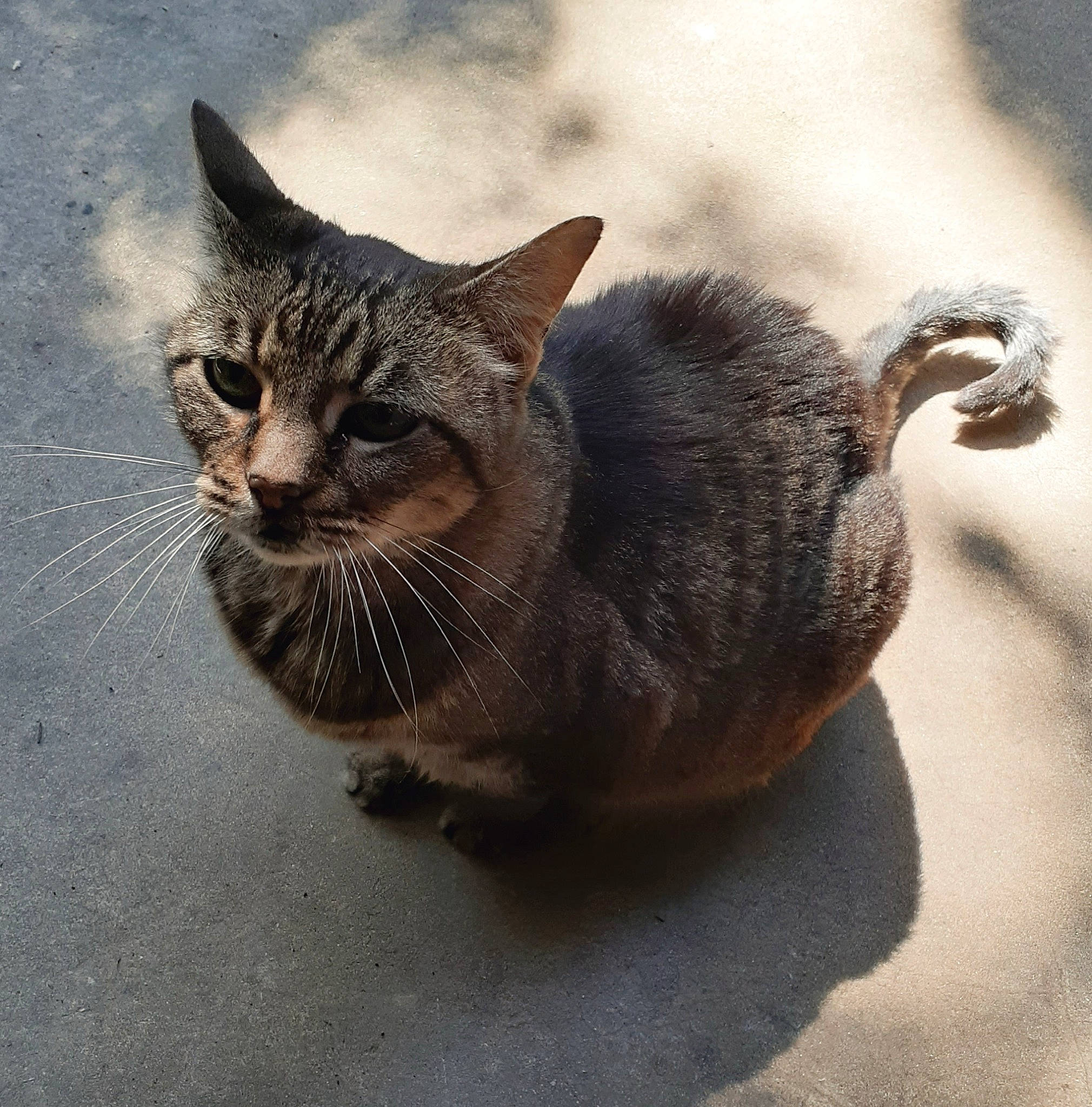 Lillian Bean joined the competition — help win amazing prizes! carnivore, cat, claw, domestic_short_haired_cat, eye, felidae, fur, grey, metal, organism, paw, sitting, small_to_medium_sized_cats, snout, tail, terrestrial_animal, whiskers, wildlife, window