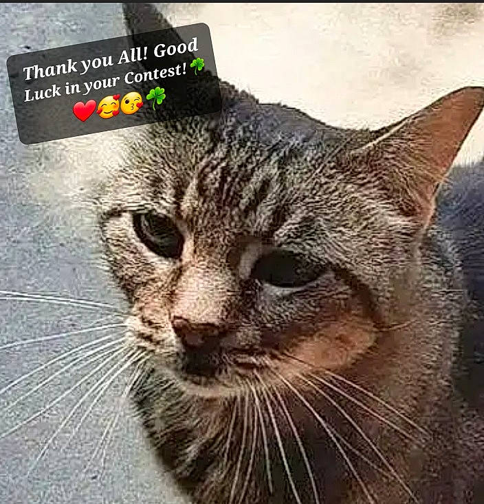 Lillian Bean joined the competition — help win amazing prizes! art, carnivore, cat, domestic_short_haired_cat, felidae, font, fur, grass, paw, photo_caption, plant, rectangle, small_to_medium_sized_cats, snout, square, tail, terrestrial_animal, whiskers, wildlife, window