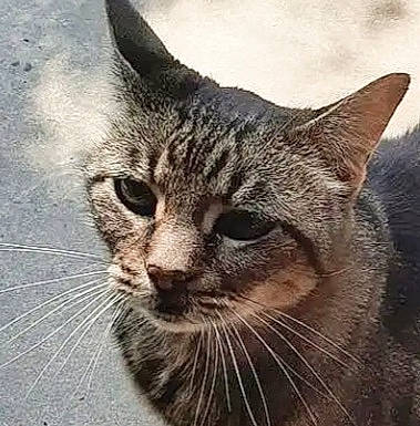 Lillian Bean joined the competition — help win amazing prizes! carnivore, cat, domestic_short_haired_cat, felidae, fur, grass, hair, lynx, sky, small_to_medium_sized_cats, snout, terrestrial_animal, tree, whiskers, wildlife, window