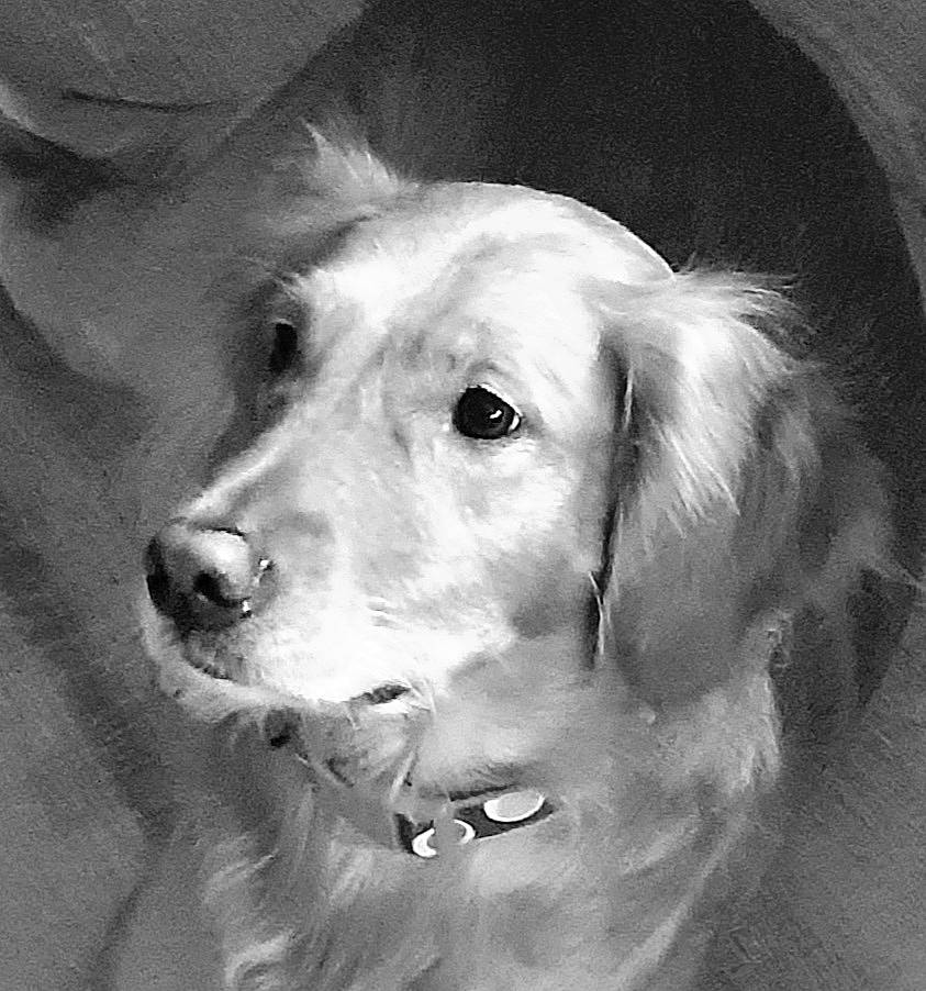 Hazel Lois is registered to the contest to win money with this photo: black_and_white, carnivore, cloud, companion_dog, dog, dog_breed, fur, gun_dog, happy, monochrome, monochrome_photography, snout, sporting_group, stock_photography, style, whiskers, working_animal