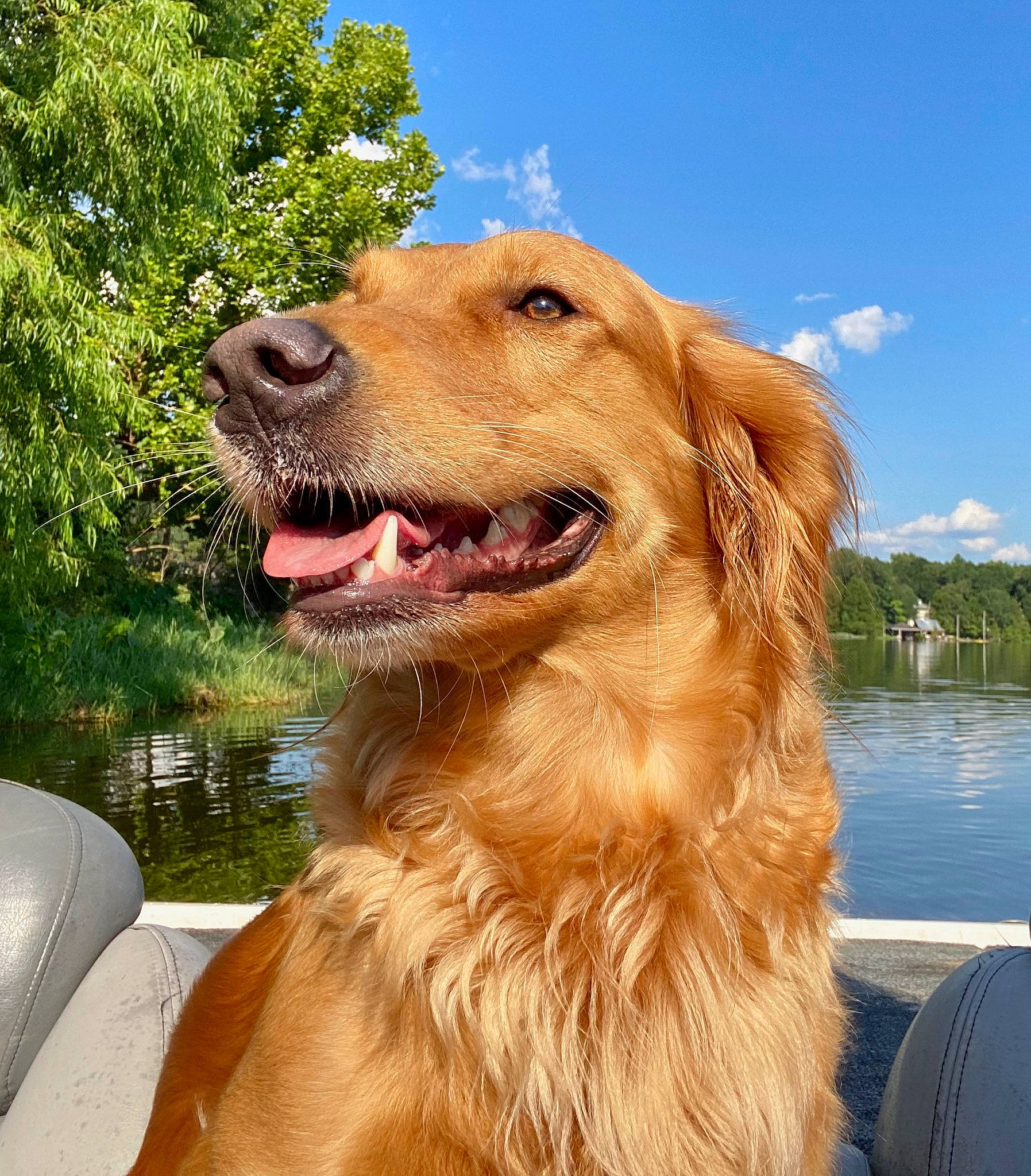 Hazel Lois is registered to the contest to win money with this photo: canidae, carnivore, cloud, companion_dog, dog, dog_breed, fang, golden_retriever, gun_dog, lake, plant, retriever, shout, sky, snout, sporting_group, tree, water, whiskers, working_dog