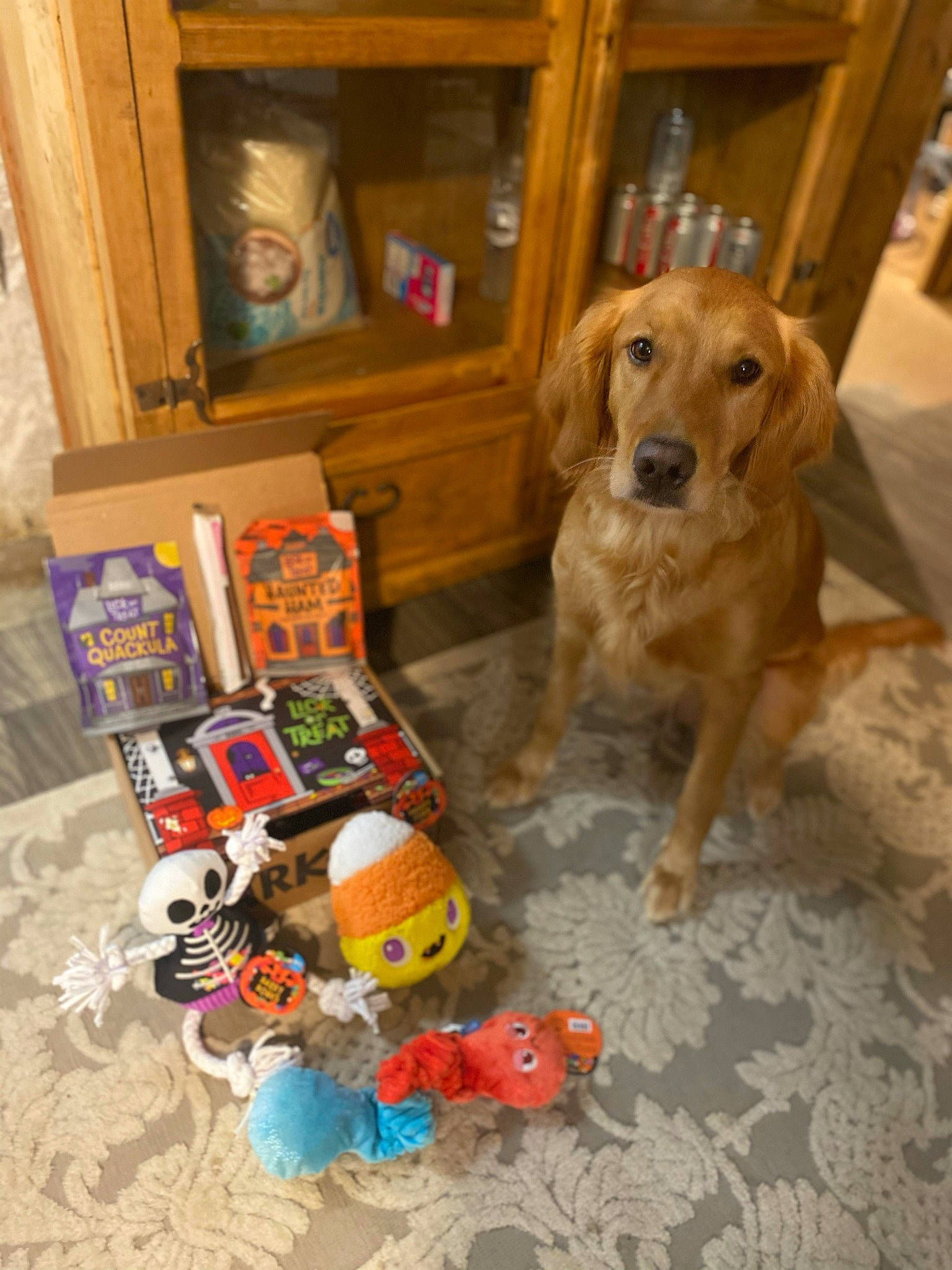 Hazel Lois joined the competition — help win amazing prizes! box, carnivore, companion_dog, dog, dog_breed, dog_supply, fawn, flooring, hardwood, pet_supply, picture_frame, plastic, publication, shelf, sporting_group, toy, varnish, wood, wood_stain, working_animal