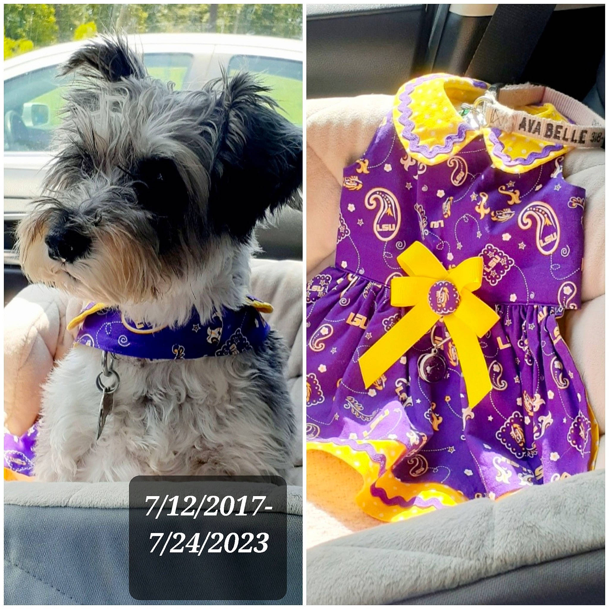 Miss Ava Belle is registered to the contest to win money with this photo: bow_tie, carnivore, collar, companion_dog, dog, dog_breed, dog_collar, dog_supply, electric_blue, fashion_accessory, font, fur, pattern, pet_supply, petal, purple, sporting_group, toy_dog, violet, working_animal