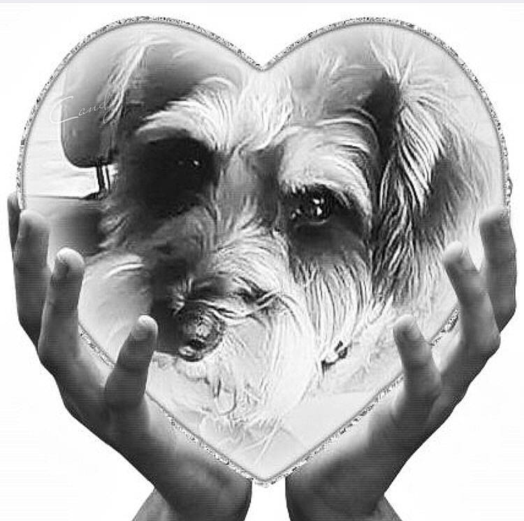 Miss Ava Belle joined the competition — help win amazing prizes! art, canidae, carnivore, companion_dog, dog, dog_breed, drawing, gesture, giant_dog_breed, monochrome, monochrome_photography, schnauzer, small_terrier, snout, sporting_group, standard_schnauzer, style, terrier, toy_dog, working_animal