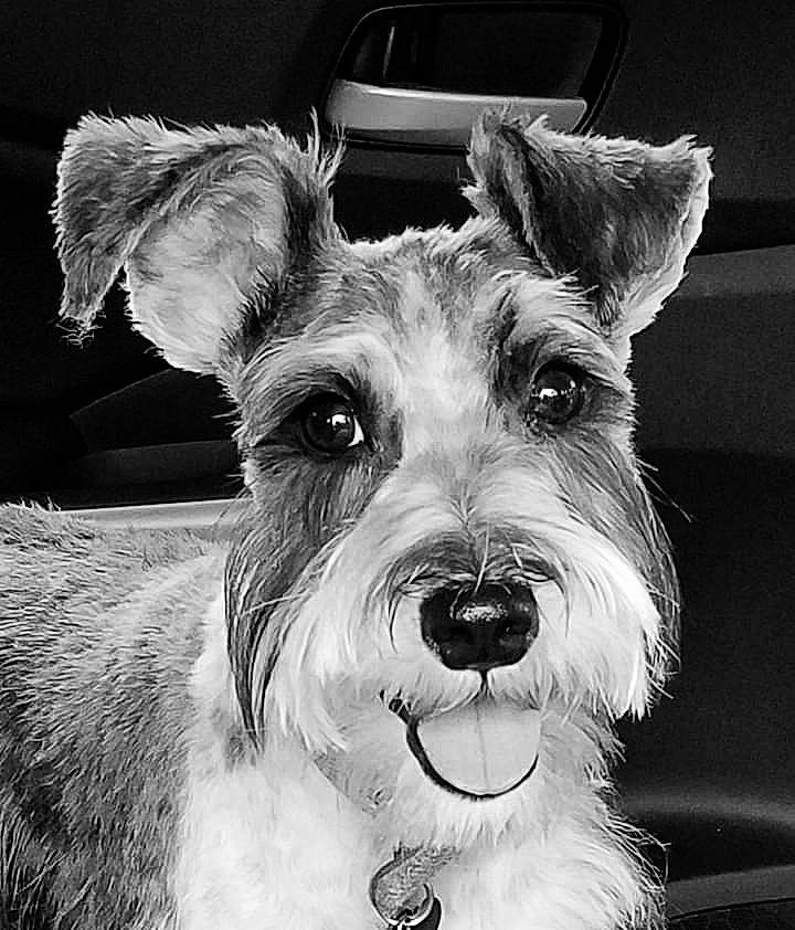 Miss Ava Belle joined the competition — help win amazing prizes! canidae, carnivore, collar, companion_dog, dog, dog_breed, dog_collar, event, fur, irish_terrier, monochrome, monochrome_photography, schnauzer, snout, sporting_group, style, terrier, whiskers, white, working_animal
