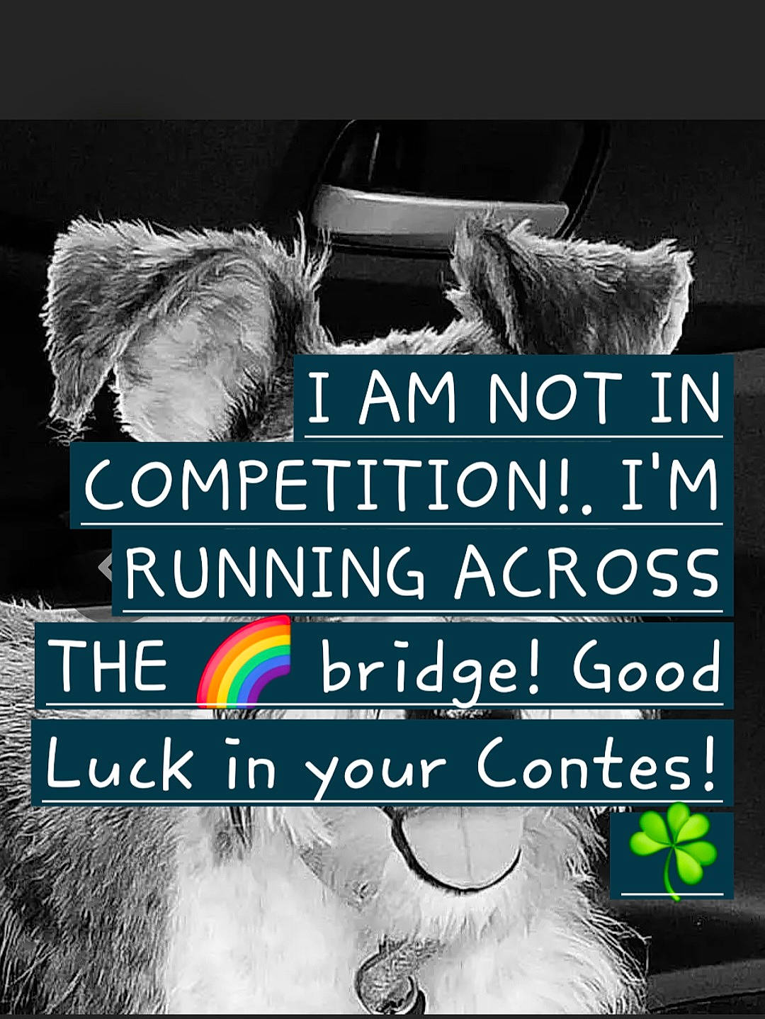 Miss Ava Belle is registered to the contest to win money with this photo: advertising, book_cover, brand, event, fictional_character, font, fur, graphic_design, graphics, happy, mammal, pattern, photo_caption, publication, rectangle, room, screenshot, vertebrate, wildlife, wing