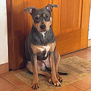 Athéna a rejoint le concours — aidez-le/la à gagner de superbes lots ! dog, indoor, wooden_door, rug, tile_floor, pet, animal, sitting, calm, brown, black, tan, ears_up, looking_at_camera, home, floor, door, domestic_animal, companion, quiet