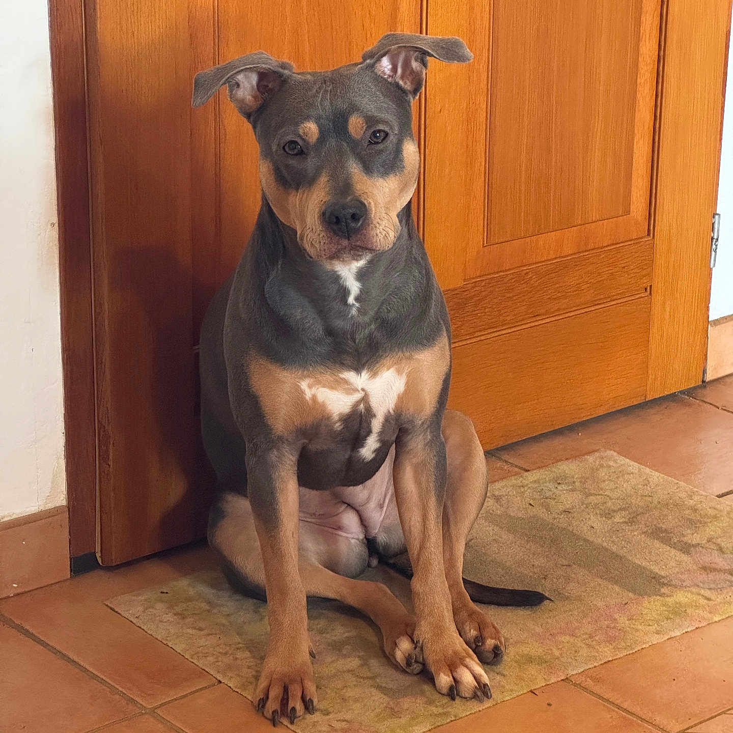 Athéna a rejoint le concours — aidez-le/la à gagner de superbes lots ! dog, indoor, wooden_door, rug, tile_floor, pet, animal, sitting, calm, brown, black, tan, ears_up, looking_at_camera, home, floor, door, domestic_animal, companion, quiet
